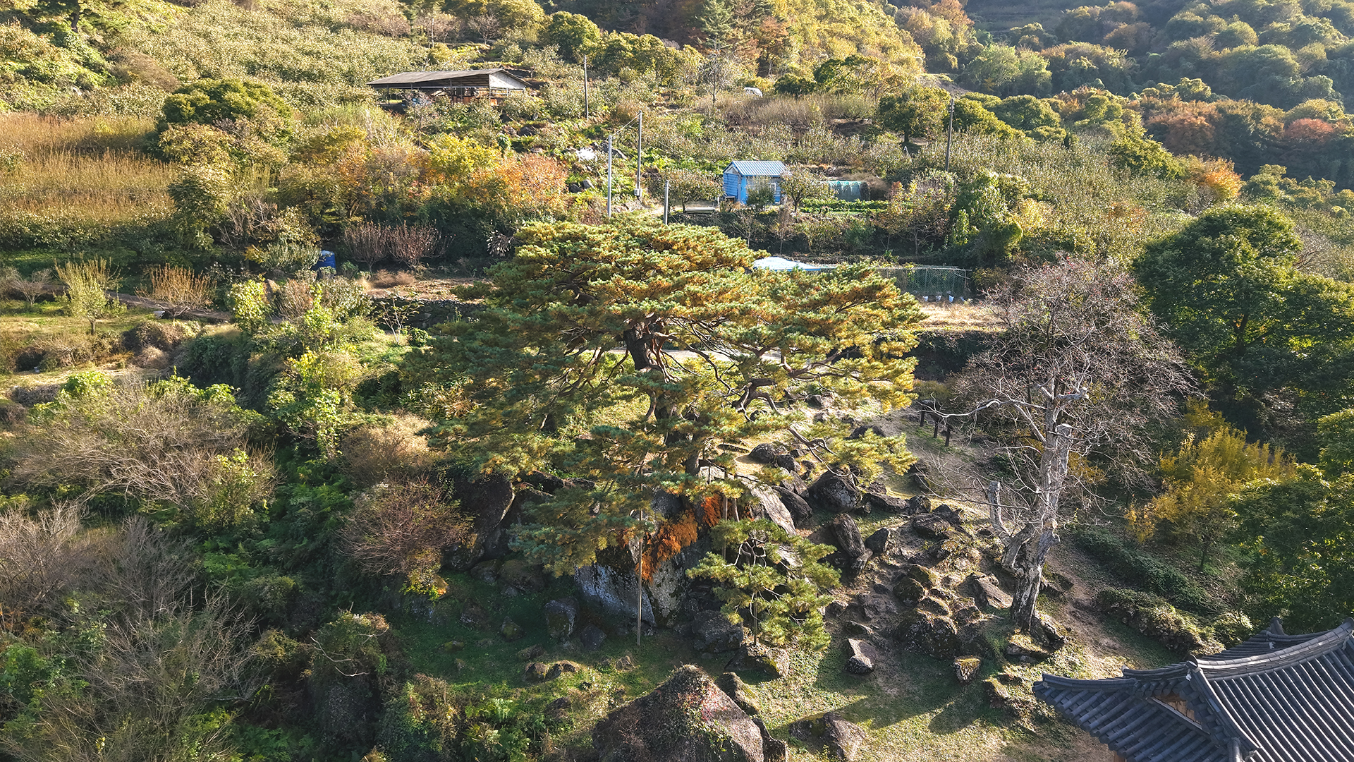 하동 축지리 문암송